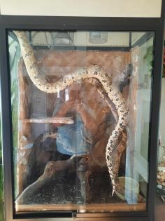 Terrarium mit 1Boa und 1Kornnatter