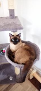 Siam Seal Point Deckkater