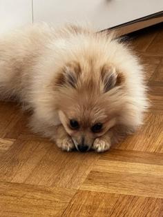 Pomeranien Hündin