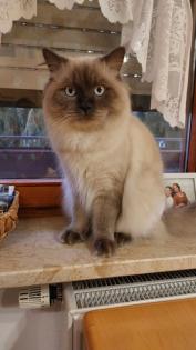Deckkater Ragdoll Eisblaue Augen