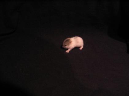 Verschiedene Hamster