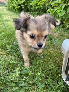 Chihuahua in Langhaar
