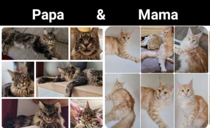 Zuckersüße Maine Coon Halle Saale Kitten Kätzchen Kater rot