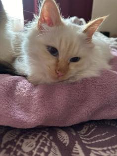 Liebevoller heilige Birma Kater