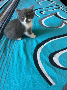 Wunderschöne Reinrassige Bkh Kitten