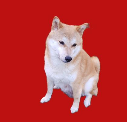 24 Jahre Shiba Inu Zucht in Sachsen