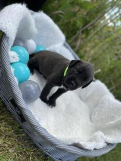 Deutsche Dogge Welpe