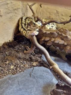 Terrarium voll ausgestattet mit Königspython
