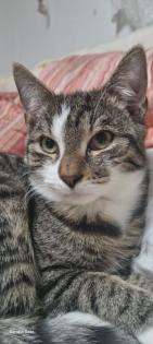 Junger Kater abzugeben