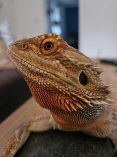 Bartagame inkl. Terrarium abzugeben