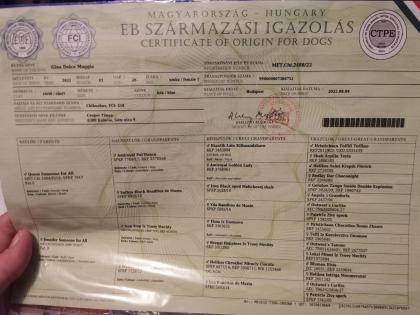Suche Chihuahua Deckrüde kurzhaar