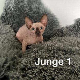 Süße Sphynx Kitten