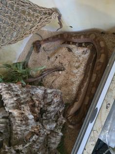 Wunderschöne Boa Constrictor Imperator