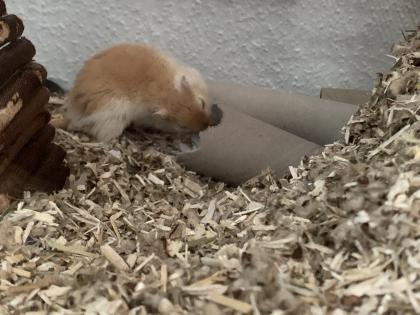 2 Mongolische Wüstenrennmäuse