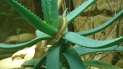 Chalcides ocellatus, Gefleckter Walzenskink 0, 0, 5