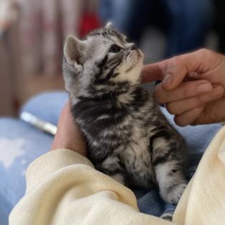 BKH-Kitten- Weibchen-Stammbaum