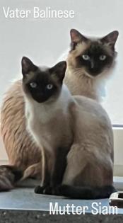 Kitty Siam Balinese