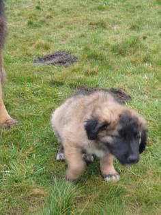 Leonberger x germanischer Bärenhund Welpe Hündin