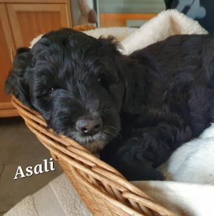 Portugiesische Wasserhund-Welpen