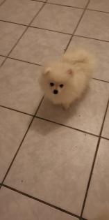 Pomeranian zwergspitz