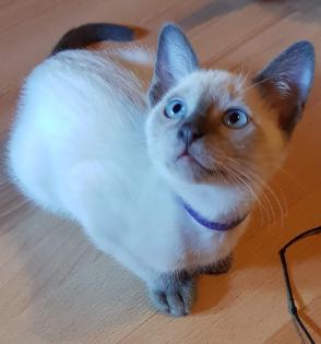 Siam / Thai Kitten Blue Point, Babys, Kätzchen. 1 Junge. Abgabebereit.