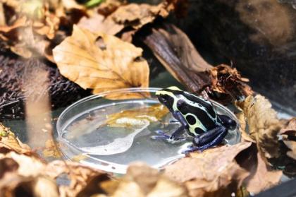 Färberfrosch Dendrobates tinctorius Pfeilgiftfrösche