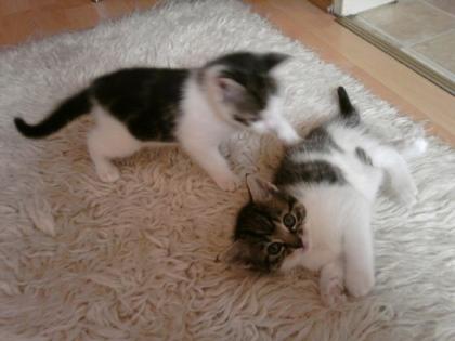 3 süße Katzenbabys suchen ein Zuhause
