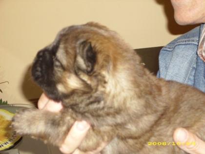Chow-Chow Welpen