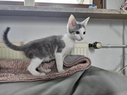Katzenbabys möchten bald ausziehen