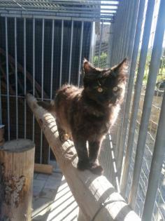 Main Coon Kitten suchen liebevolles Zuhause