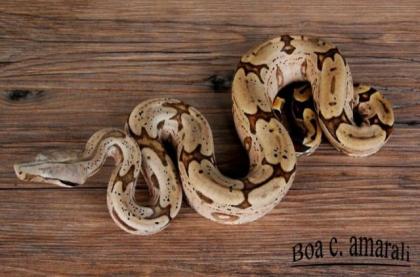 1. 1 Boa constrictor amarali- Südbrasilien Nz 2021 abzugeben
