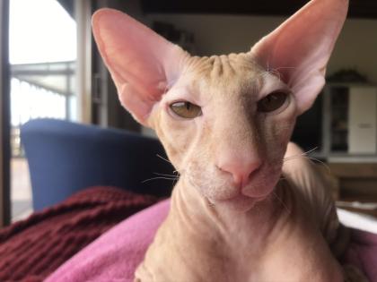 Peterbald Sphynx Siam Orientalisch Kurzhaar Kater
