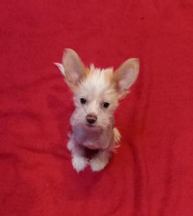 Verschmuster kleiner Chinese Crested Junge sucht umständehalber ein neues Plätzchen