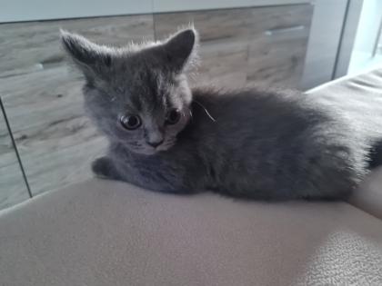 Schöne BKH Kitten grau nur noch 1 Junge frei