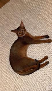 Reinrassiger Abessinier Kater mit Stammbaum abzugeben