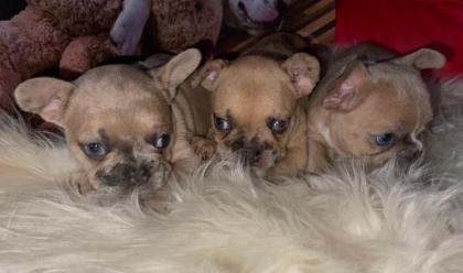 Französische Bulldogge Welpen