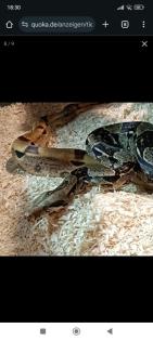 2. 0 Boa Constrictor Imperator