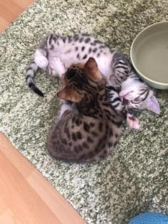 Bengal mix suchen Dosenöffner