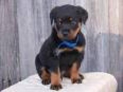 Rottweiler welpen