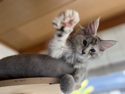 Maine Coon Kitten black silver torbie und red silver sehr hell mit Stammbaum