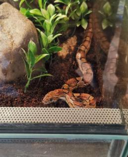 Adulte weibliche Kornnatter inkl. vollausgestattetem Terrarium abzugeben