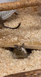 Degu männlich gescheckt