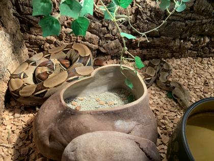 Boa Constrictor Imperator