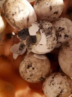 Nachwuchs griechische Landschildkröten abzugeben