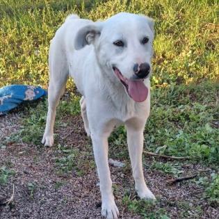 Aramis / Status sucht ein Zuhause