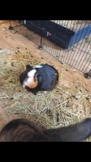 Vier meerschweine abzugeben
