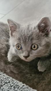 BKH reinrassige weibliche Kitten