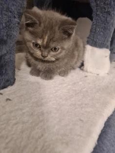 Bkh Kitten noch 2 zu haben
