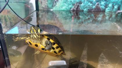 Gelbwangenschmuckschildkröte
