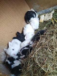 Nutztiere /Kaninchen